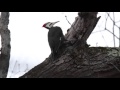 Pileated Woodpecker drumming