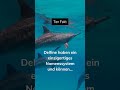 Welchen Namen würdest du einem Delfin geben? Schreibs in die Kommentare 🐬