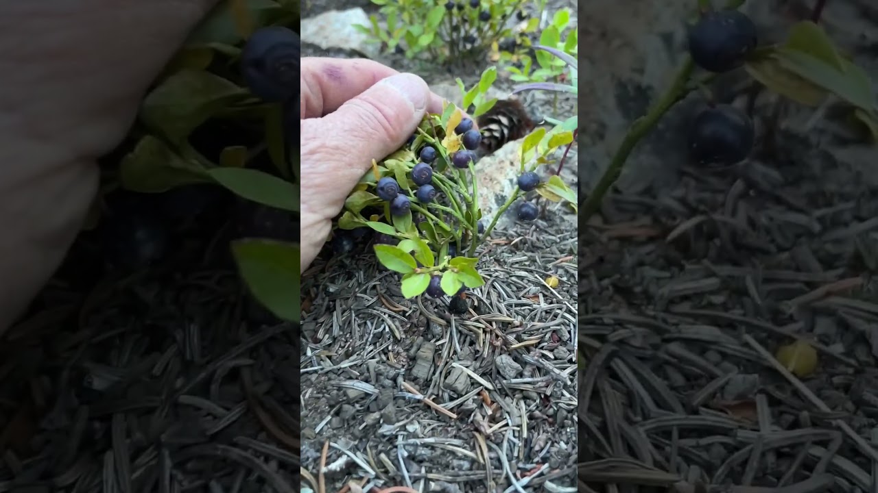 Huckleberry, Bilberry, Grouseberry, Whortleberry, Blueberry 