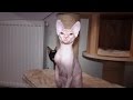 Litter J (2015) - Don Sphynx cats の動画、YouTube動画。