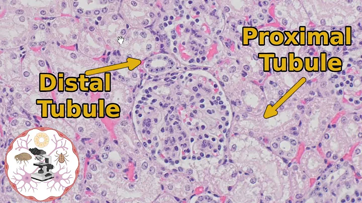 Kidney Histology - Proximal vs Distal Tubules - Urine for a Good Time