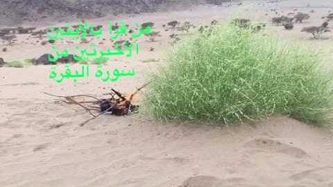 دحيم الحماد فضل ءاخر سورة البقرة ١٤٣٨هـ