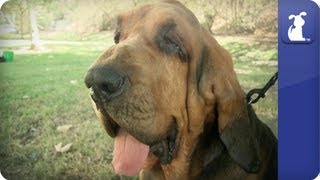 Bloodhound  Doglopedia