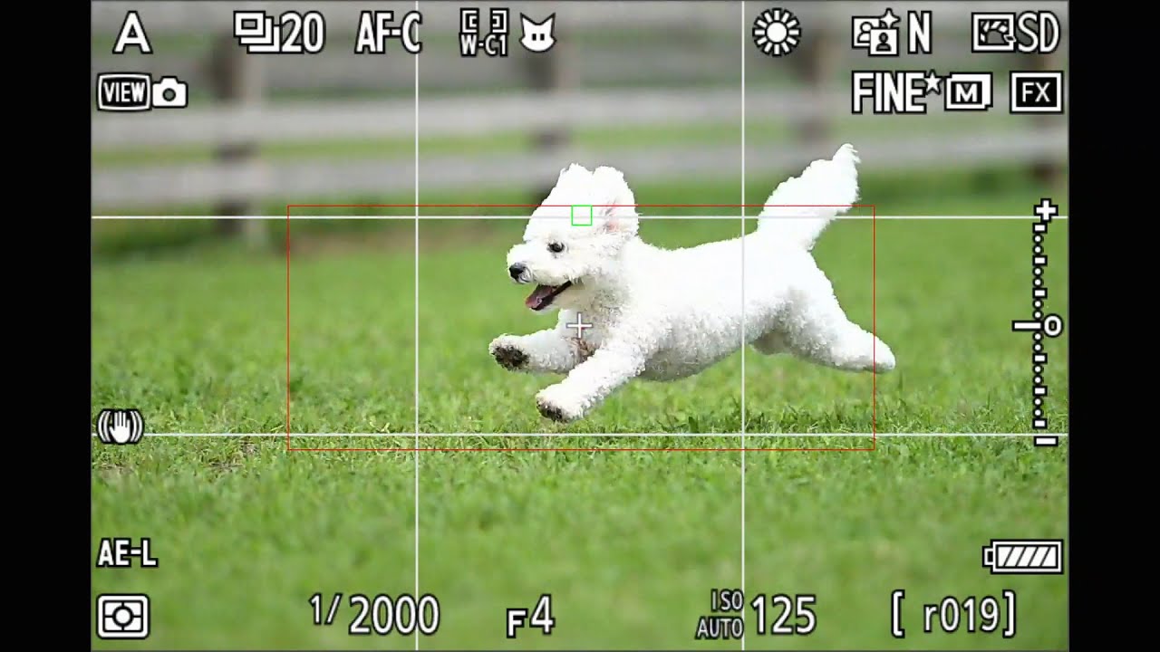 FUJIFILM X-H2Sレビュー EOS R3、Z9との比較も | 飛行犬撮影所 東日本本部