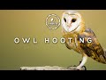 OWL SOUNDS, OWL NOISES & HOOTING, OWL SOUND EFFECT AT NIGHT, HOO SOUNDS TO SCARE BIRDS FOR 8 HOURS