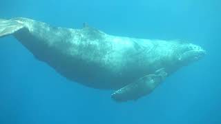 「母さん待って～」遊びまくった子クジラちゃん、気づくとド迫力の母クジラが前方に！沖永良部島むがむがダイビング