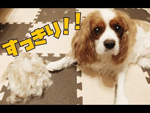 キャバリア犬を自宅でトリミング カットしてみた Cavalier King Charles Spaniel Youtube