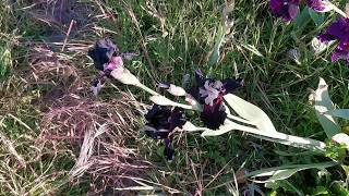 Tall Bearded Iris Here Comes The Night , An Almost Black Iris With Mustard Beards, Fragrant Too