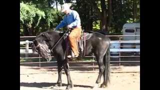 Ruby, 1/2 Friesian, Second Ride,First trail walk. Sean Davies, coloradoreinsman