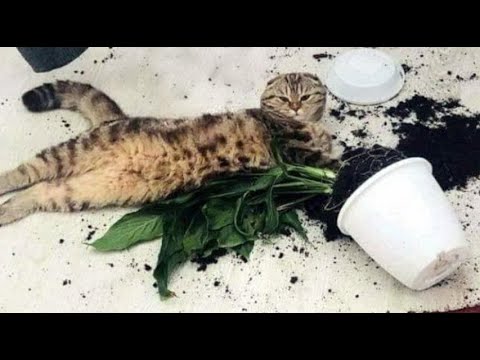🐈 Neusmiljeni pomočniki! 😺 Kompilacija smešnih mačk za dobro razpoloženje! 😺
