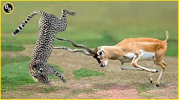When The Leopard Does The Impossible To Catch Its Prey , But Fail !!
