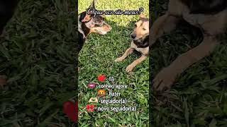 COMENTEM AQUI 😅 #pet #billy #shelby
