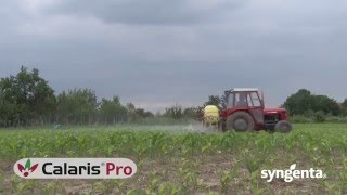 Calaris pro, Syngenta, za kukuruz bez korova - U nasem ataru 635