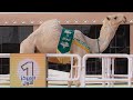 الموت الحمر للمالك بندر فهاد جخدب السعدي الحاصل على المركز الأول في فئة فردي الجل لون الشقح الموت الحمر للمالك بندر فهاد جخدب السعدي الحاصل على المركز الأول في فئة فردي الجل لون الشقح