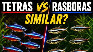 What's the difference between Rasboras and Tetras : Which Fish Is Right for You?