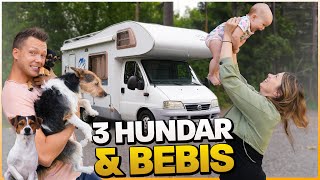 Husbil, Bebis & 3 Hundar