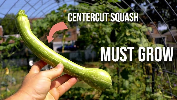 Most gardeners try squash for the first time and end up with more than they can eat—especially with Centercut Squash, a hybrid that grows fast, climbs tall, and delivers a never-ending harvest.
