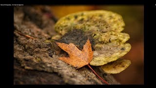 Nature Photography - Ten Tips For Beginners