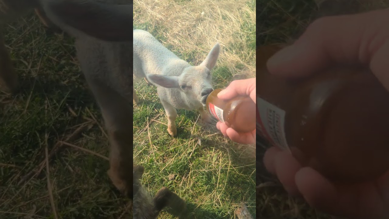 Baby lambs bottle feeding 