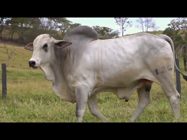 Lote 04   Leilão Touros Fazenda Santa Tereza