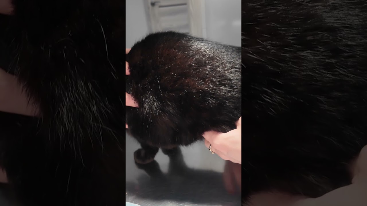 Грыжа у кошки, как распознать опасность вовремя!