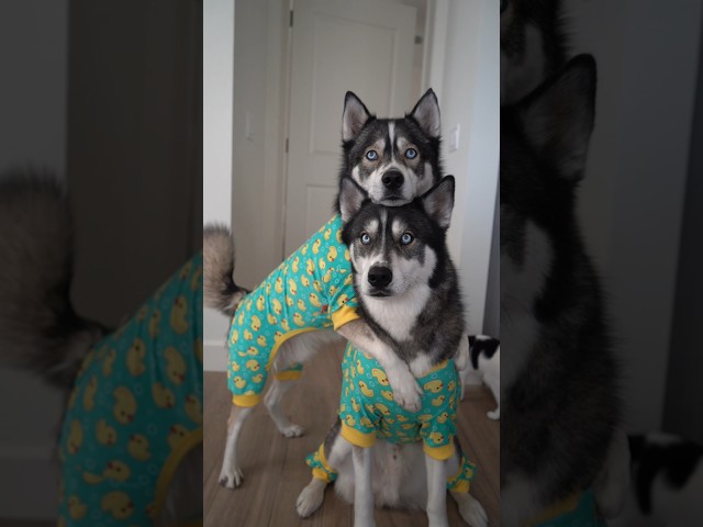 Amazing Pictures of the Siberian Husky: Stunning Gallery 3 sddefault