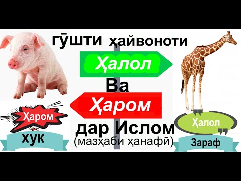 гӯшти ҳайвоноти ҳалол ва ҳаром дар ислом (мазҳаби ҳанафӣ)