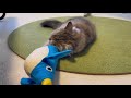 新しいお友達とすぐに遊ぶ子猫がこちら-CatVlog 53