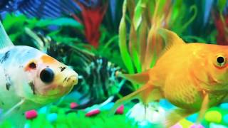 Maine chhaani ishq ki gali Song whatsapp status aquarium s