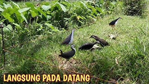 Mp3 Dibunyikan Ruak Ruak Langsung Datang [] Pikat Burung Ruak Ruak [] Bird Trap