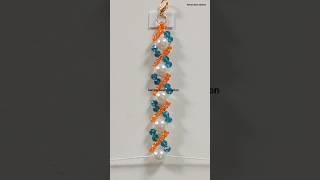 Simple &amp; Elegant Pearl Bracelet Tutorial 💙🤍 || Bracelet Tutorial for beginners #diy #pearl #bracelet