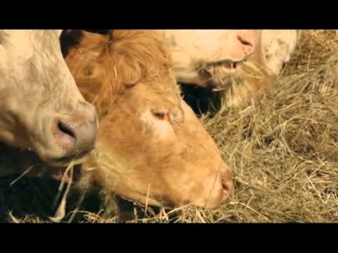 რუბრიკა მეცხოველეობა- პასტერელოზი