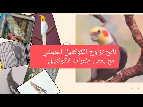 نتيجة تزاوج طائر الحبشي مع ايزابيل واللاتيني طائر الكوكتيل