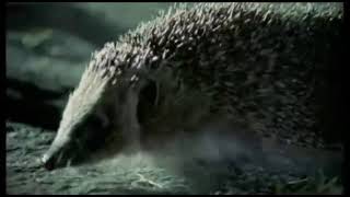 The Hedgehog