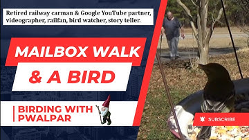 Mailbox Walk, Birding with Pwalpar 2 03 2025