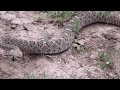 Rattlesnake upset about missing its squirrel dinner