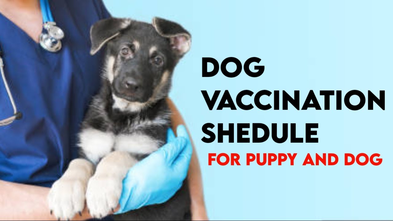 Labrador Puppy Vaccination Chart