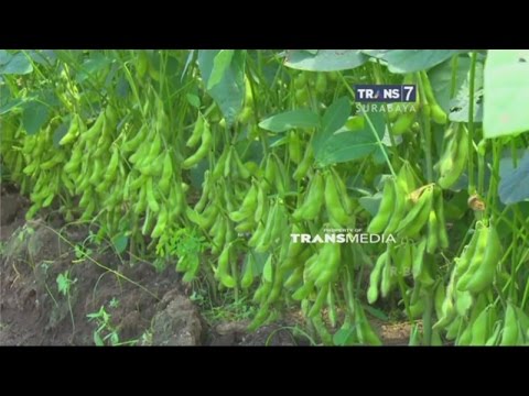 Video: Jenis Kacang Apa Yang Ditanam Di Kebun?