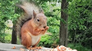 Cute Squirrel Eating on Deck Railing | Relaxing Backyard Birds Singing 🐿 Birdsong