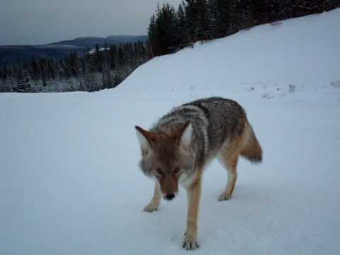 Coyote Attack Best Footage Ever