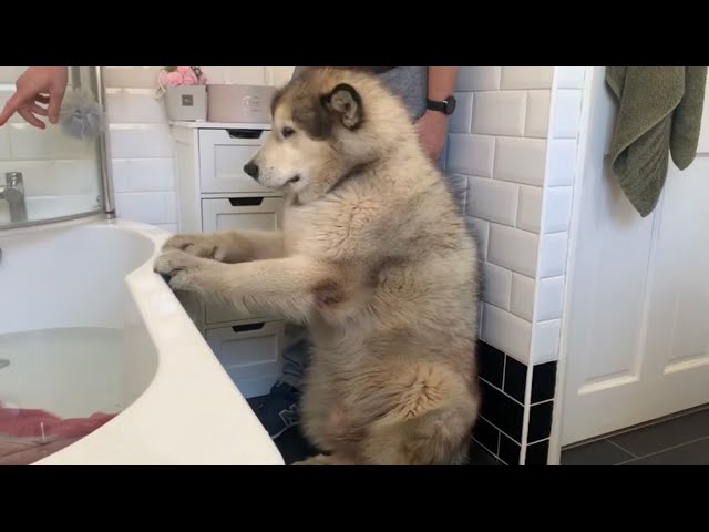 Giant Sulking Dog Hates Bath Time And Does Everything To Avoid It (Cutest Doggo!!)