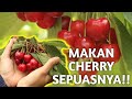 PERTAMA KALI LIHAT POHON CHERRY ASLI & PETIK LANGSUNG SEPUASNYAAAA