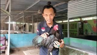 Pengertian  PAKHOY /PAKHOI /PATKHOY