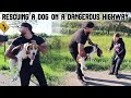 I RESCUED  A PUPPY OFF A DANGEROUS HIGHWAY &amp; RETURNED IT TO ITS OWNER (HER REACTION)