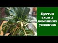 Кротон - уход в домашних условиях