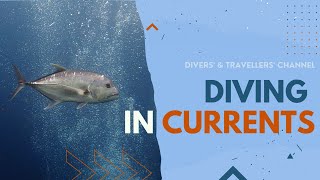 How to dive in Currents | Diving Tips & Tricks