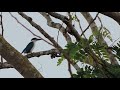 Suara Burung Tengkek Udang Biru - Masteran Gacor
