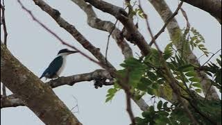 Suara Burung Tengkek Udang Biru - Masteran Gacor