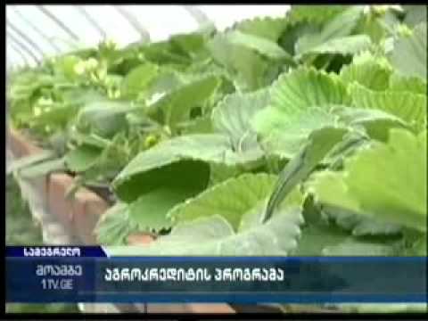 მედიატური სამეგრელოში