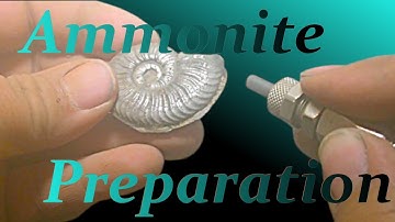 Cotteswoldia  Sandblasting with iron powder clean pyrit fossils from jurassic